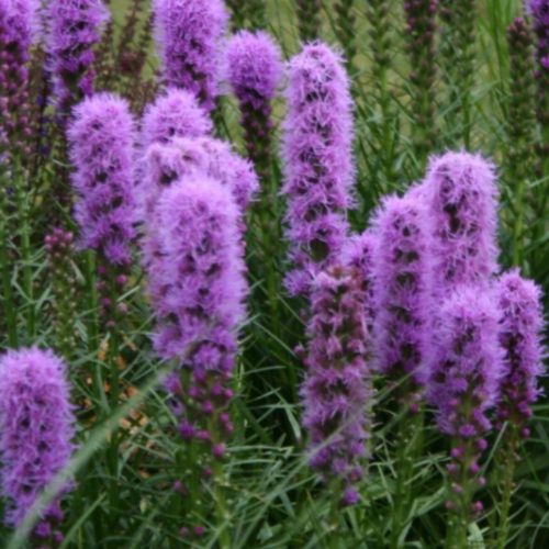  Liatris spicata 'Kobold' - Liatris spicata 'Kobold' PERSÖNLICHE SAMEN GARTEN