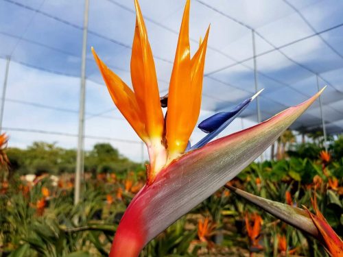  Strelitzia-Orangenkeimling in einem 2-3-Liter-Behälter