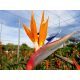  Strelitzia-Orangenkeimling in einem 2-3-Liter-Behälter