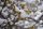  Winterblume – Blumen und Duft im Winter P9