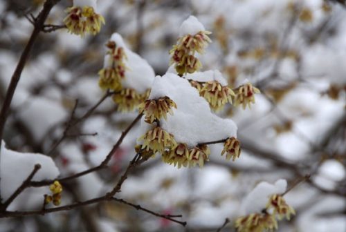  Winterblume – Blumen und Duft im Winter P9