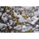  Winterblume – Blumen und Duft im Winter P9