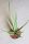  Sansevieria „Weiße Medusa“