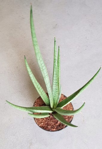  Sansevieria „Weiße Medusa“