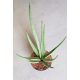  Sansevieria „Weiße Medusa“