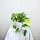  Philodendron Scandens Brasil Philodendron, Größe 15 cm, hängend
