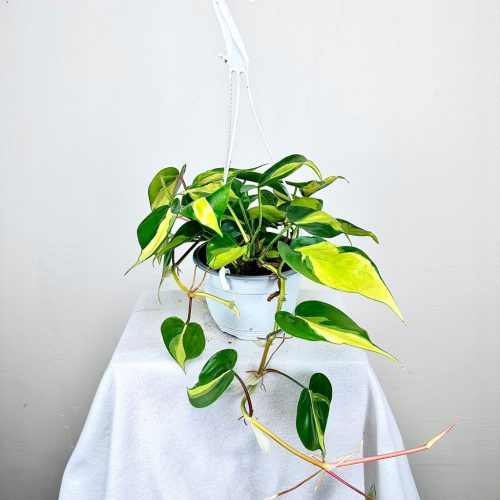  Philodendron Scandens Brasil Philodendron, Größe 15 cm, hängend
