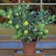  Saure Limette, Limette, Wodka-Limette, 20–40 cm, P12