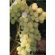  SONG-Rebe 40-60 cm