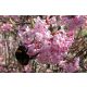 Viburnum-Setzlinge in einem 2-3-Liter-Behälter, 40-60 cm