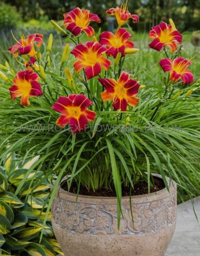  Red Rib Daylily Alltagslilie, rot-gelber, mehrjähriger Sämling