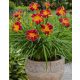  Red Rib Daylily Alltagslilie, rot-gelber, mehrjähriger Sämling