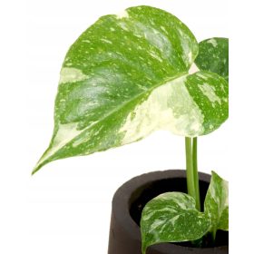    Monstera Thai Constellation S - Babysämling Sammelpflanzen DØ6