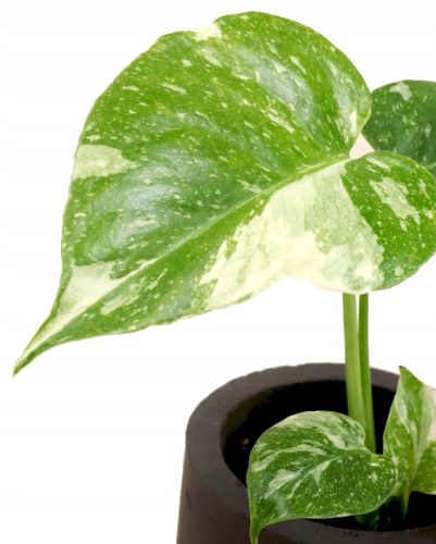  Monstera Thai Constellation S - Babysämling Sammelpflanzen DØ6