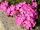  Phlox-Blumenteppich blüht 120 Tage, Sämling rosa