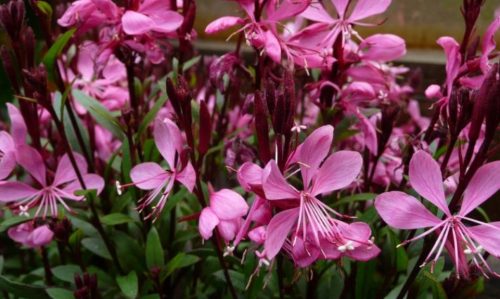  Die Gaura-Staude blüht den ganzen Sommer über, ein Blumensturm, die Sämlinge überwintern