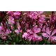  Die Gaura-Staude blüht den ganzen Sommer über, ein Blumensturm, die Sämlinge überwintern