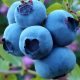  Blaubeeren und Heidelbeeren Blaubeer-CHANDLER 3-JÄHRIGER Sämling im 1-2l-Behälter 50-70 cm