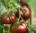  SCHWARZE TOMATEN PAUL ROBESON ALTE AROMATISCHE SORTE AUS RUSSLANDSAMEN