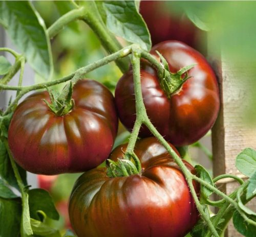  SCHWARZE TOMATEN PAUL ROBESON ALTE AROMATISCHE SORTE AUS RUSSLANDSAMEN