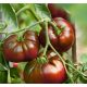  SCHWARZE TOMATEN PAUL ROBESON ALTE AROMATISCHE SORTE AUS RUSSLANDSAMEN