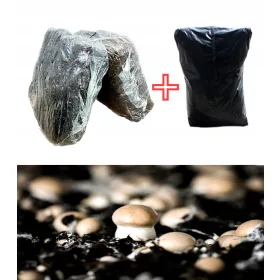  Myzel für den Anbau brauner Pilze, Kumi-Set