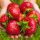  Walderdbeeren und Erdbeeren SCHWARZE ERDBEERE GROSSE SÜSSE FRÜCHTE BESTÄNDIG GEGEN FROST UND KRANKHEITEN FRIGO SAMEN 10 STÜCK. wurzelnackter Sämling 15-30 cm