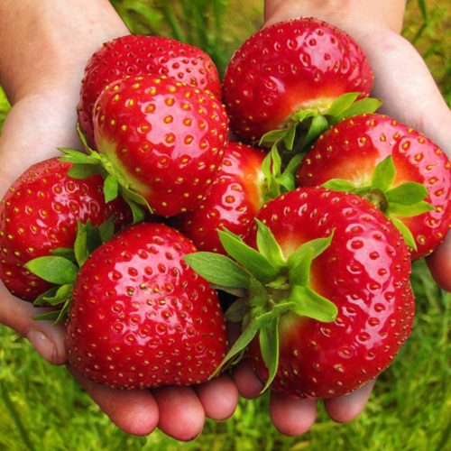  Walderdbeeren und Erdbeeren SCHWARZE ERDBEERE GROSSE SÜSSE FRÜCHTE BESTÄNDIG GEGEN FROST UND KRANKHEITEN FRIGO SAMEN 10 STÜCK. wurzelnackter Sämling 15-30 cm