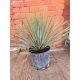  Yucca rostrata Eine ideale Pflanze für einen Balkon oder eine Terrasse