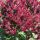  Phlox paniculata 'Blind Lion' (Phlox paniculata) Topf P13