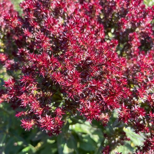  Phlox paniculata 'Blind Lion' (Phlox paniculata) Topf P13