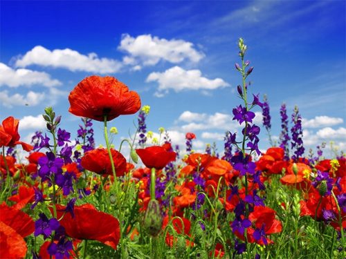  Samenmischung - Blumenwiesen 100g Agro-Land Kwietna Łączka 40 Zutaten