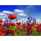  Samenmischung - Blumenwiesen 100g Agro-Land Kwietna Łączka 40 Zutaten