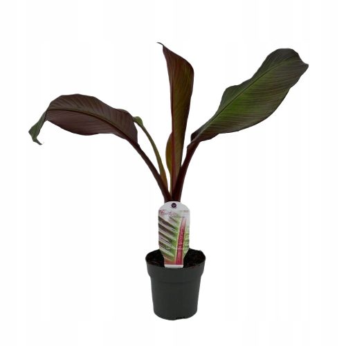  Rote Banane Maurelii (Ensete ventricosum) Sämling P12