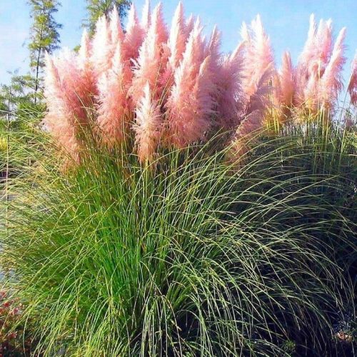  Schönes rosa Pampasgras Cortaderia Selloana Dense Large in einem 14-cm-Topf