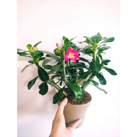  Obesum-Sämling in einem 1-2-Liter-Behälter