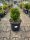  Buxus Sempervirens geformt – Buchsbaum C7,5