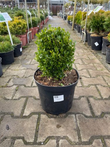  Buxus Sempervirens geformt – Buchsbaum C7,5
