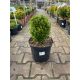  Buxus Sempervirens geformt – Buchsbaum C7,5