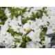  Weiße Rhododendron- und Azaleensämlinge im 0,5-1l-Behälter, 15-25 cm
