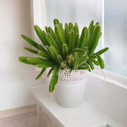  Hylocereus Pitaya Pitaya Drachenfrucht, nicht stacheliger Kaktus, Sukkulente