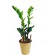  Zamioculcas Zamioculcas Sämling im Behälter bis 0,5 l