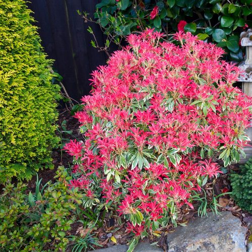  ES VERLIERT IM WINTER KEINE BLÄTTER - JAPANESE FLAMING SILVER LARGE SEEDINGMENT XL