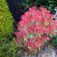  ES VERLIERT IM WINTER KEINE BLÄTTER - JAPANESE FLAMING SILVER LARGE SEEDINGMENT XL