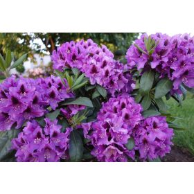    Rhododendren und Azaleen lila, blau, rosa Sämling im 1-2l-Behälter 20-30 cm