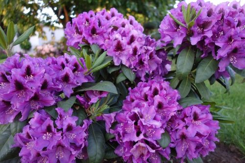  Rhododendren und Azaleen lila, blau, rosa Sämling im 1-2l-Behälter 20-30 cm