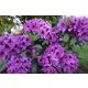  Rhododendren und Azaleen lila, blau, rosa Sämling im 1-2l-Behälter 20-30 cm