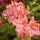  Rhododendren und Azaleen, Sämlinge im 1-2-Liter-Behälter, 30-45 cm
