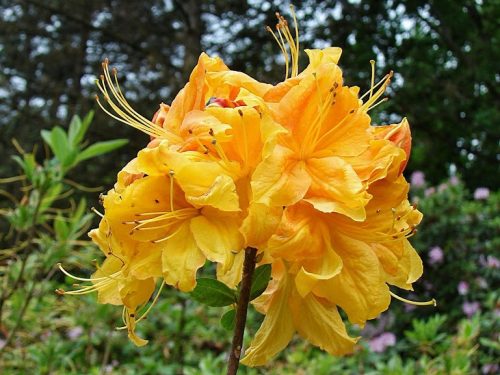  Rhododendren und Azaleen rot, orange, bunt, gelbe Sämlinge im 1-2l-Behälter, 20-35 cm