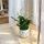  Spathiphyllum, Sämling in einem 0,5-1-Liter-Behälter